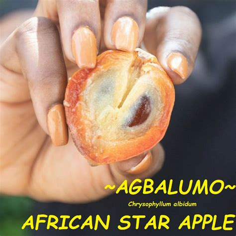 Polynesian Produce Stand Agbalumo African Star Apple Chrysophyllum