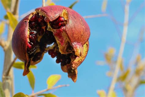 Bacteria from rotten pomegranate can be used for producing cellulose