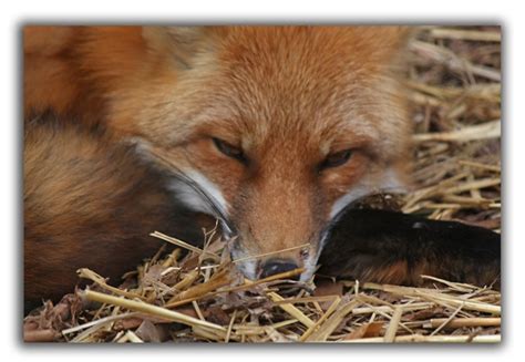 Fox Removal Service Critter Control Of The Triangle