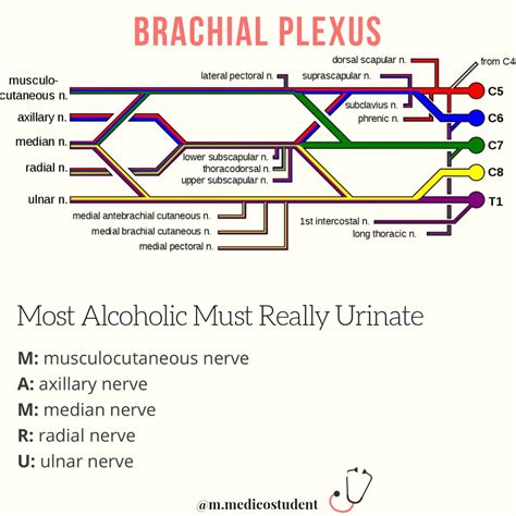 Brachial Plexus Memorize