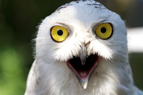 Shocked Owl