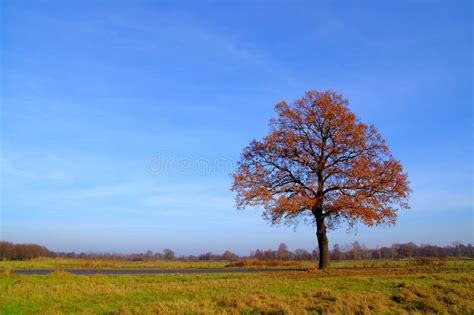Lone Tree Stock Photo Image Of Branch Leaf Solitary 81286792