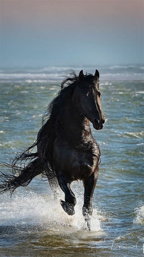1920x1080px 1080p Free Download Running Horse On Water Body Running