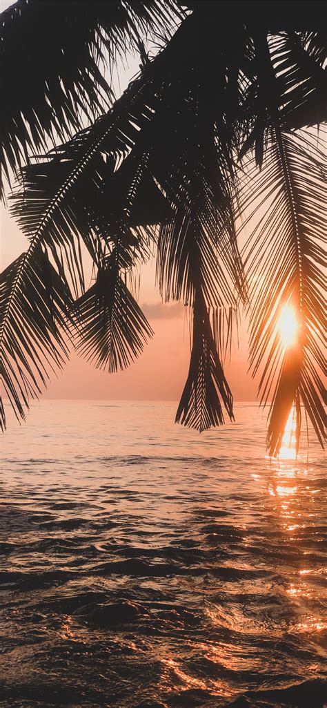 Palm Tree Near Body Of Water During Sunset Iphone Wallpapers Free Download