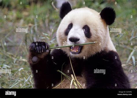 Großer Panda Ailuropoda Melanoleuca Zwei Jahre Alten Panda Bambus In