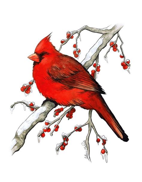 Cardinal In Winter Snow Fine Art Print Ink And Watercolor Etsy In