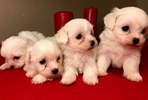 Family raised, super clean, lots of loving. Maltese Puppies For Sale | Pittsburgh, PA #282170