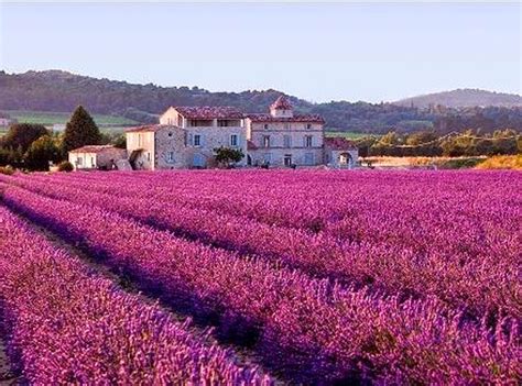 20 Stunning Pictures Of Lavender Fields In France