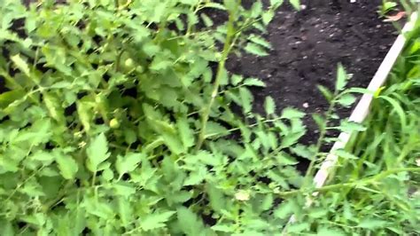 5 Gallon Buckets Vs Raised Garden Bed Tomato Plants Youtube
