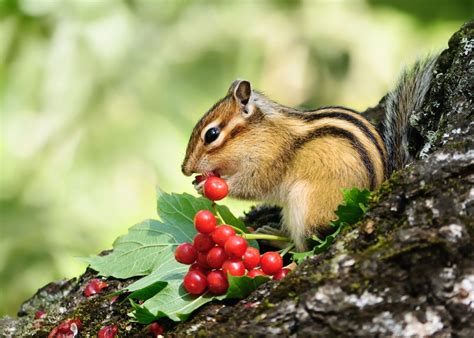Chipmunk Eating Berries Viburnum In 2021 Kawaii Animals Woodland