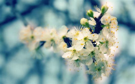 Wallpaper Flowers Blooming Spring Glare Wood 1920x1200