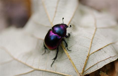 Purple Beetle Need Help With Identification N41 033 E29 Flickr