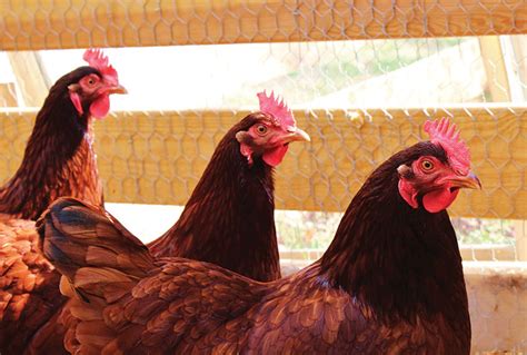 How To Choose Heritage Breed Chickens Hobby Farms