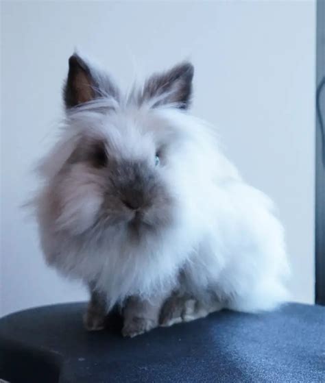 Lionhead Rabbit Breed Info Pictures Behavior Facts And More