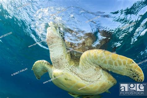 Green Sea Turtle Breathing At Water Surface Chelonia Mydas Marsa Alam