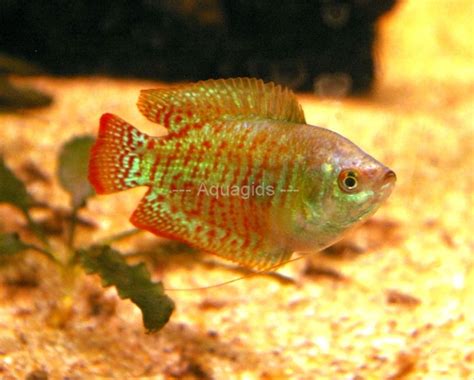Ze zijn goed te houden met andere vissoorten. Trichogaster lalius Neon