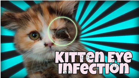 Kittens Eye Infection Home Remedy 100 Result Youtube