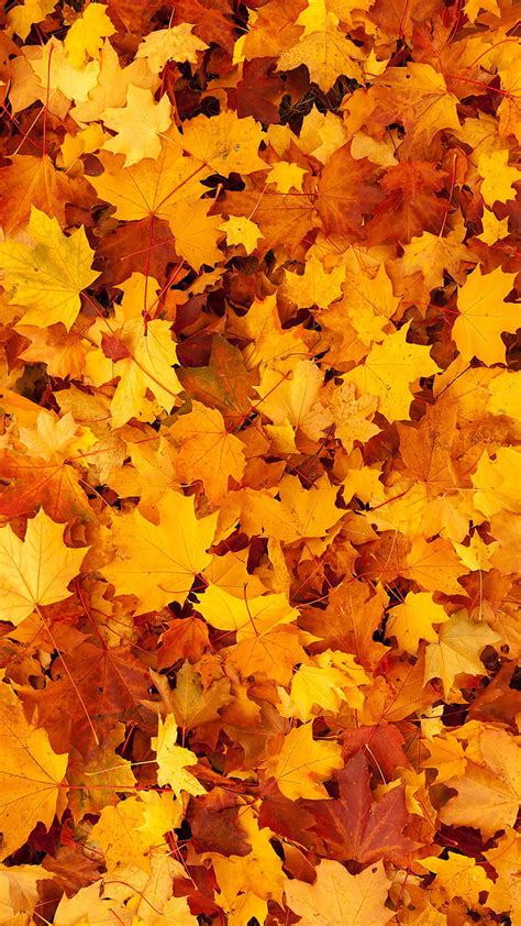 Autumn Leaves Wallpaper Hd
