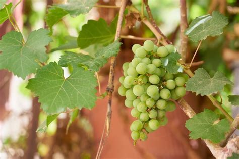 Premium Photo The Rip Of Ripe Green Grapes Growing In The Vineyard