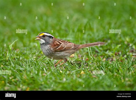 Bird Forage Foraging Ground Grass Green Sparrow Hi Res Stock