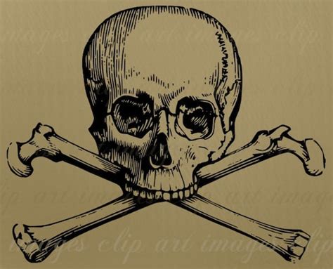 Skull Clip Art Royalty Free Commercial Use No Credit