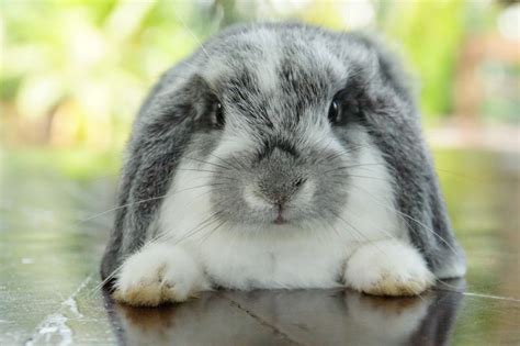 How Much Does A Holland Lop Bunny Cost Price Guide Hepper