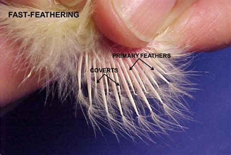 Sex Linked Traits In Poultry Small And Backyard Poultry