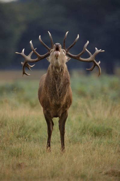 Red Deer Stag Cervus Elaphus Calling During Rut 15301257