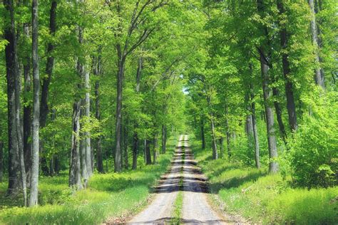free images tree nature wilderness road trail meadow sunlight driving spring green