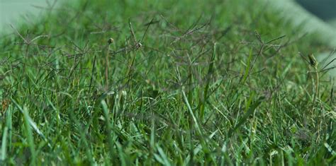 How To Get Rid Of Rye Grass In Bermuda Lawns My Heart Lives Here