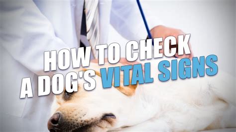 For a rectal thermometer, first lubricate it with petroleum jelly or baby oil. How to Check Dog's Vital Signs, Heartbeat and Temperature ...