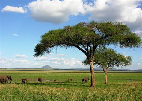Visit Tarangire National Park Tanzania Audley Travel Uk