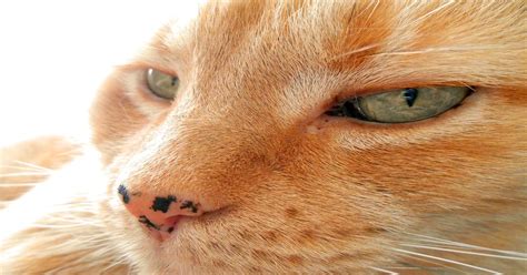 Also known as lentigo, black spots on a cat's gums, nose, and eye rims are seen in red cats. Cats - especially cats with genes for red fur - can ...