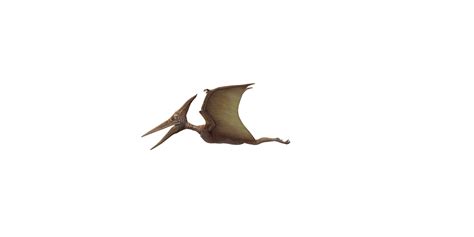 Pterodactyl Isolated On A Transparent Background 24064092 Png