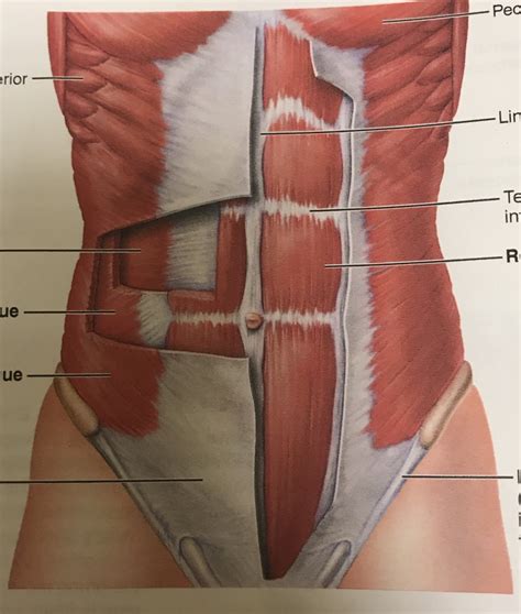 The Anterolateral Abdominal Wall Muscles Teachmeanato Vrogue Co