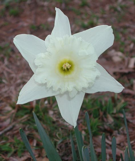 Daffodil Narcissus White Flower Nature Photo Gallery