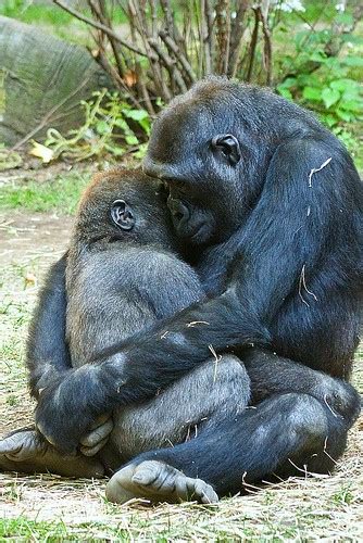 Mother Gorilla Hugs Baby A Mother Gorilla Gently Hugs Its Flickr
