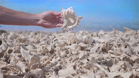 This Island In The Red Sea Is Covered In Shells Saudi Arabia Youtube