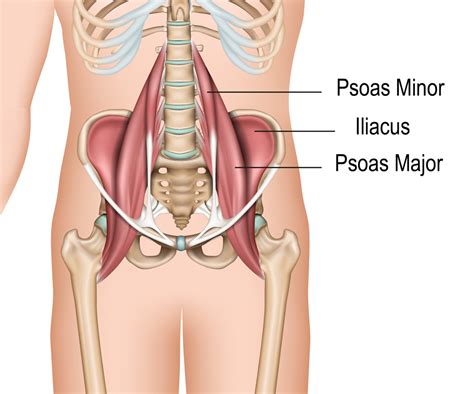Iliacus Muscle Iliopsoas And Best Iliacus Stretch Pain And Motion