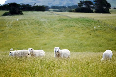 Sheep Graze In A Grassy Hillside On A Foggy Day Feeding In The Fog 4k