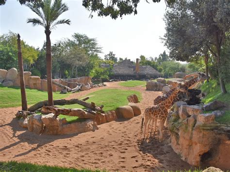 Savanna Mixed Exhibit In Bioparc Valencia