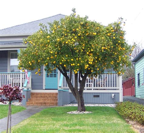 Test Title Citrus Trees Lemon Tree Front Yard