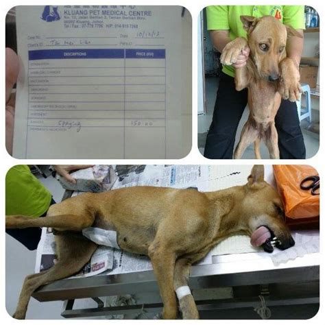 Spaying Sponsorship For 1 Female Dog Tan Mei Lians Animalcare