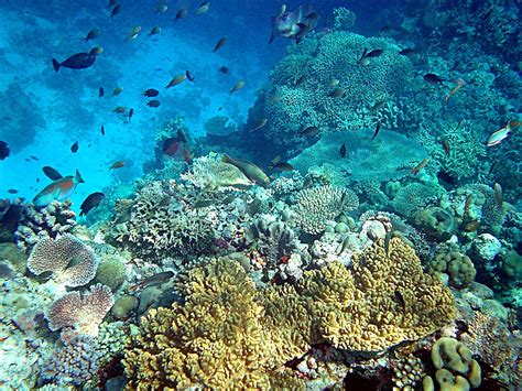 Filecoral Reefs In Papua New Guinea Wikimedia Commons