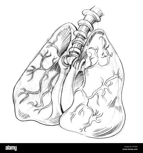 An Image Of A Drawing Of Human Lungs Stock Photo Alamy
