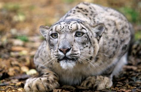 Top 10 Facts About Snow Leopards Wwf