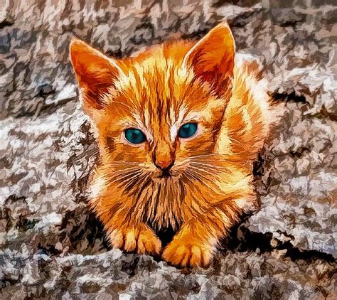 Kitten Cute Cat By Offidocs For Office