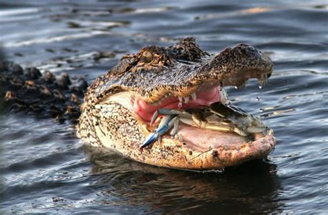 Alligator Vs Blue Crab Picture Of Huntington Beach State Park