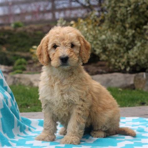 One of our goldendoodle or bernedoodle puppies will be a wonderful addition to your family. Lucy - Goldendoodle-Miniature Puppy For Sale in Pennsylvania | Miniature puppies, Goldendoodle ...