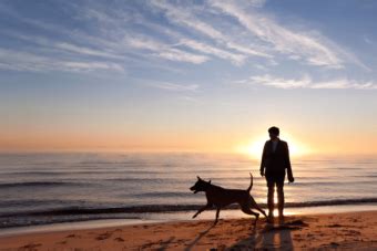 Vakantie Aan Zee Met Hond Dit Zijn De Beste Stranden